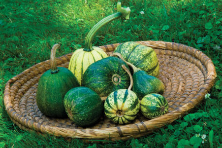 Lost & Found Squash Varieties Image